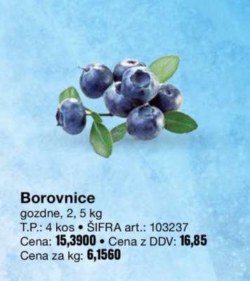 BOROVNICE
