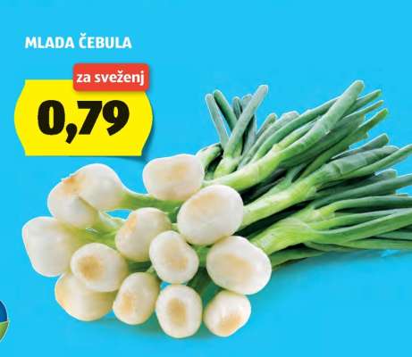 MLADA ČEBULA