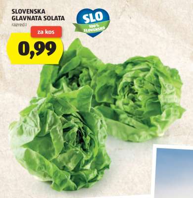 Slovenska Glavnata Solata