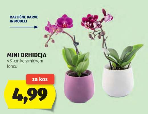 Mini Orhideja