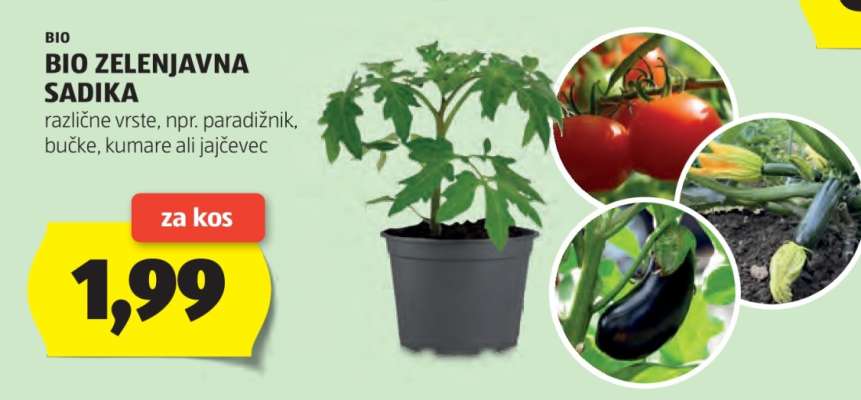 BIO ZELENJAVNA SADIKA