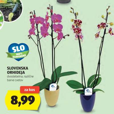 Slovenska Orhideja
