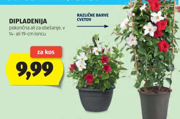 Dipladenija