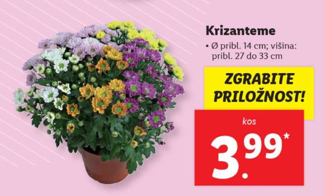 KRIZANTEME
