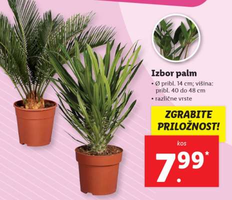 Izbor palm