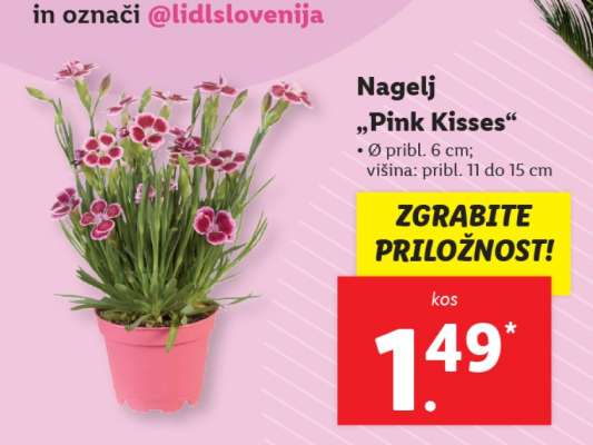 Nagelj „Pink Kisses“