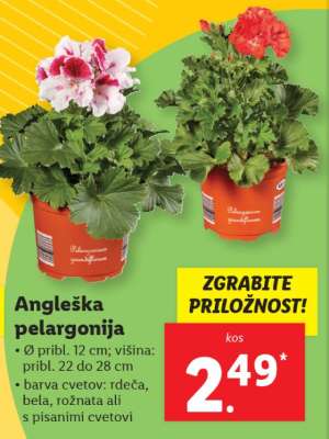 Angleška pelargonija