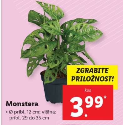 Monstera