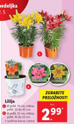 Lilija