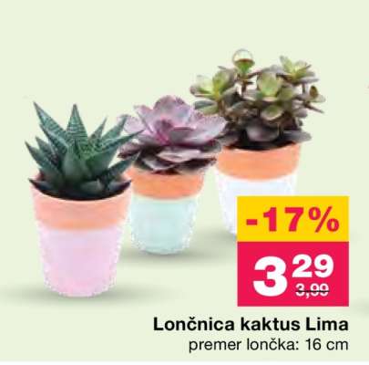 Lončnica kaktus Lima
