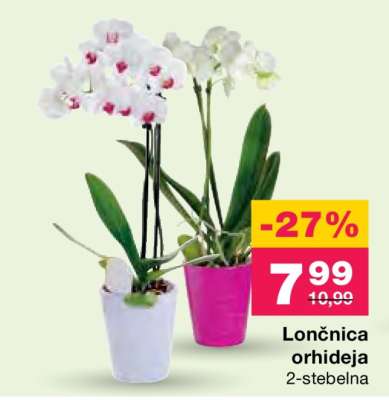 Lončnica orhideja 2-stebelna