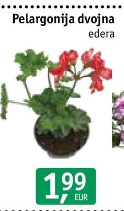 Pelargonija dvojna edera