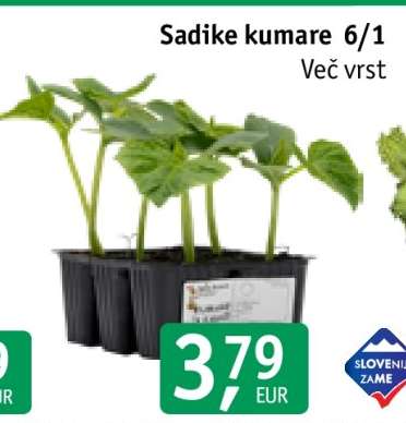 Sadike kumare 6/1