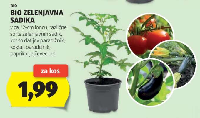 BIO ZELENJAVNA SADIKA