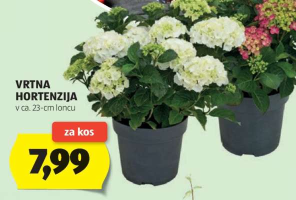 Vrtna hortenzija
