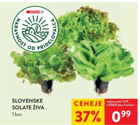 SLOVENSKE SOLATE ŽIVA