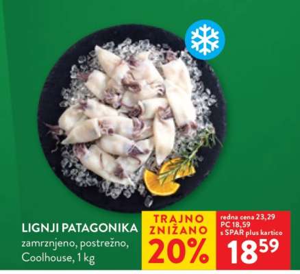 Lignji Patagonika