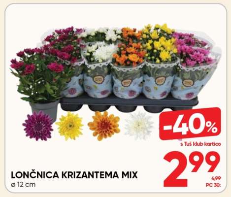 Lončnica Krizantema Mix