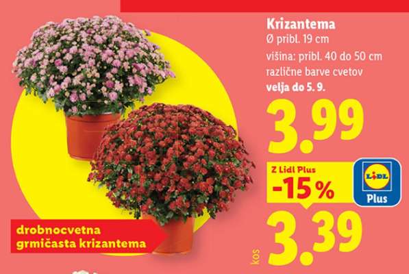 KRIZANTEMA