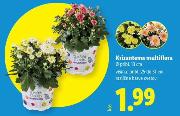 Krizantema Multiflora