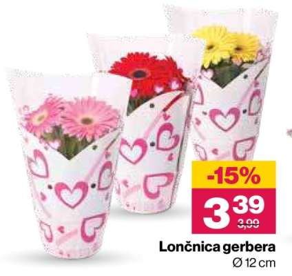 Lončnica gerbera