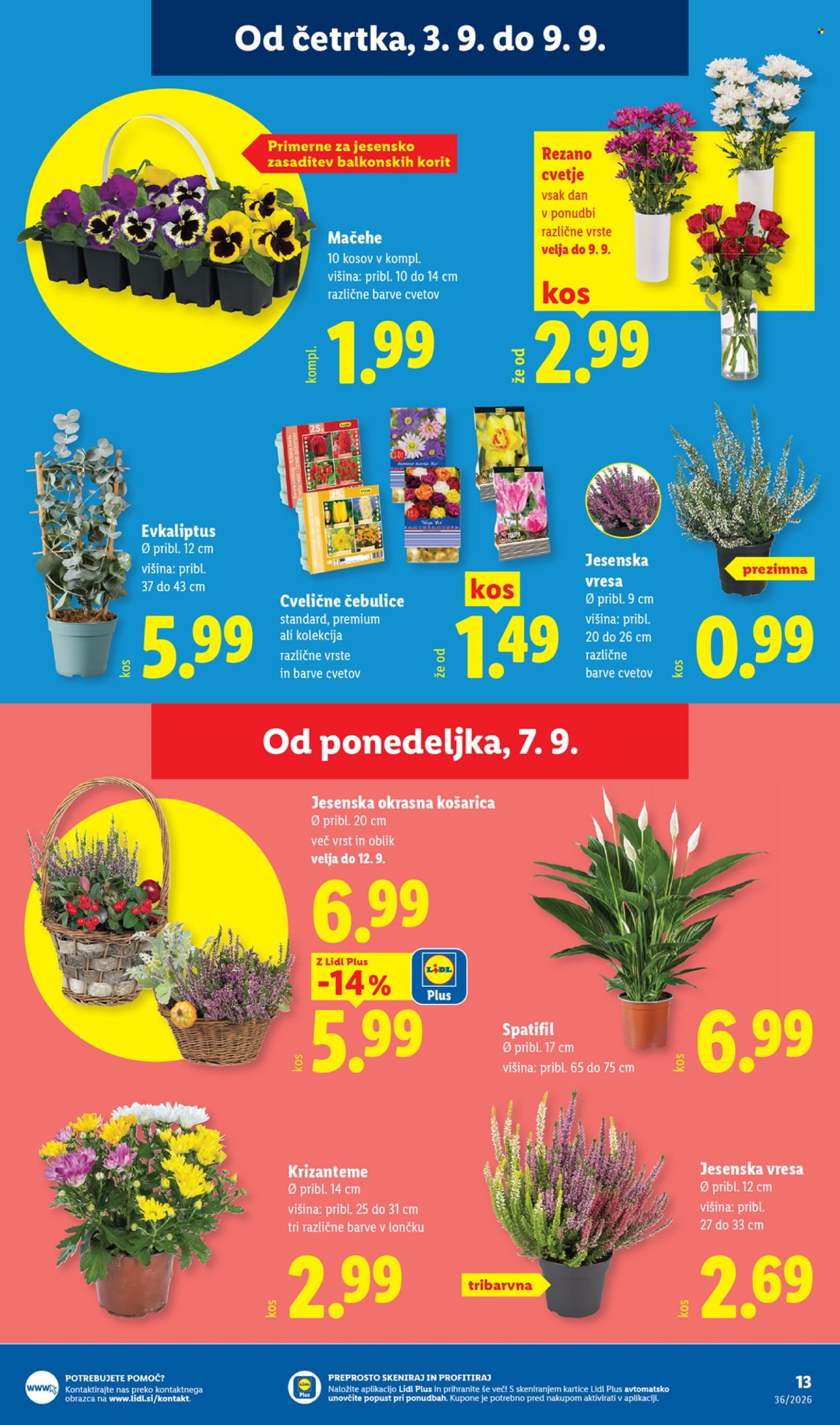 Lidl katalog - 3.9.2026 - 9.9.2026. Stran 23