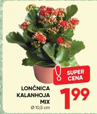 Lončnica Kalanhoja Mix