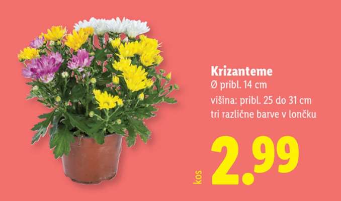 KRIZANTEME
