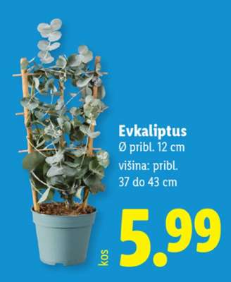 Evkaliptus