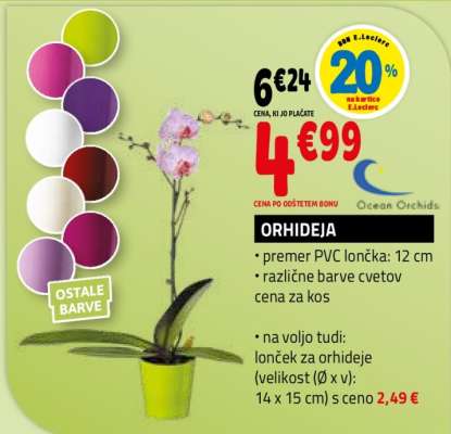Orhideja