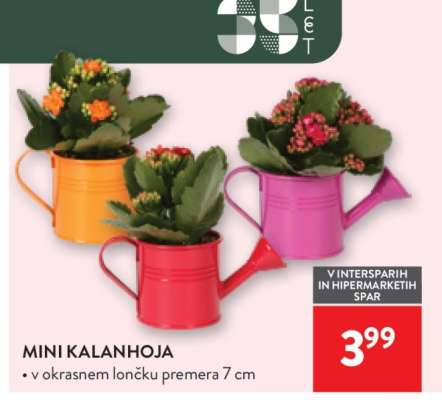 Mini kalanhoja
