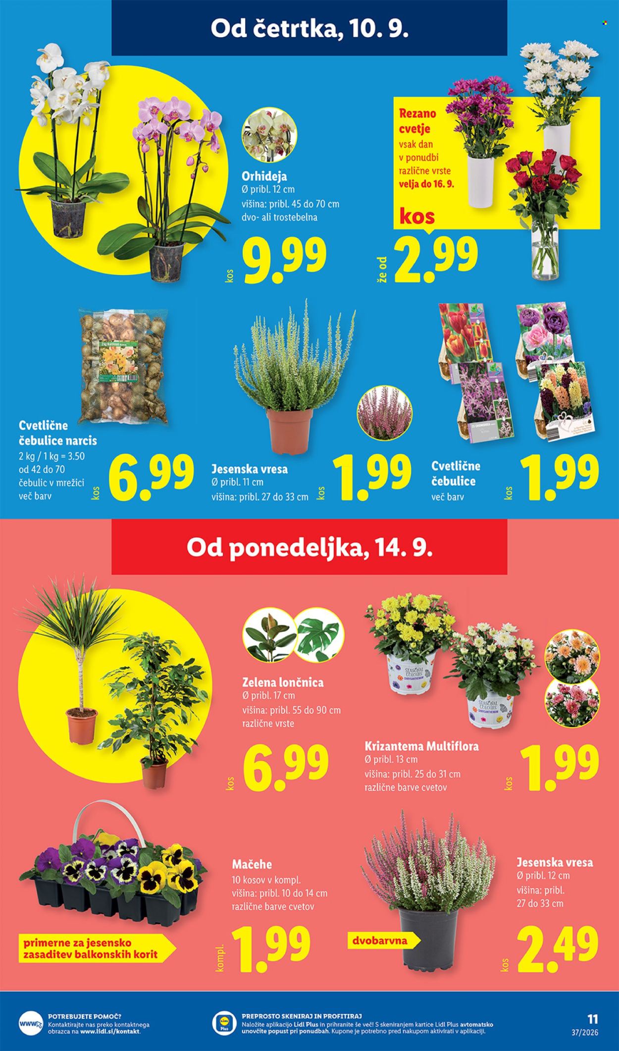 Lidl katalog - 10.9.2026 - 16.9.2026. Stran 17