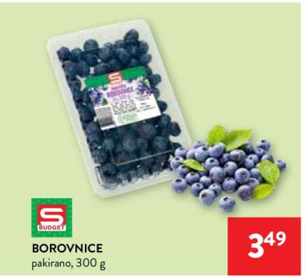 BOROVNICE