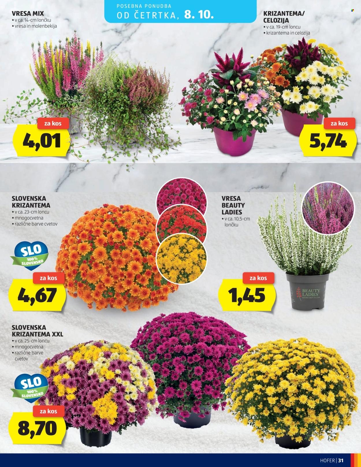 Hofer katalog - 30.9.2026 - 8.10.2026. Stran 31