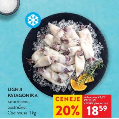 Lignji Patagonika