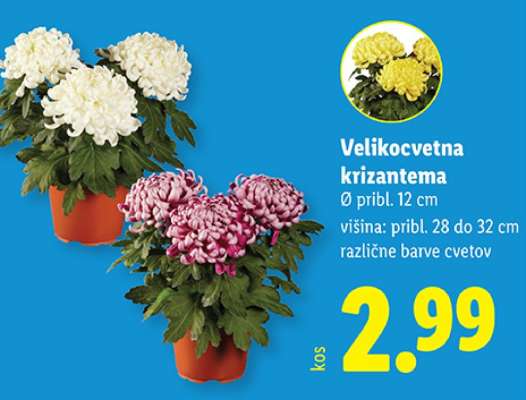 Velikocvetna krizantema