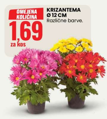 Krizantema Ø 12 CM