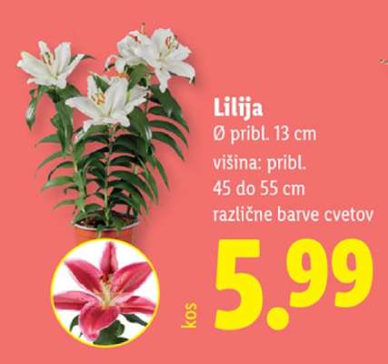 Lilija