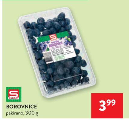 BOROVNICE